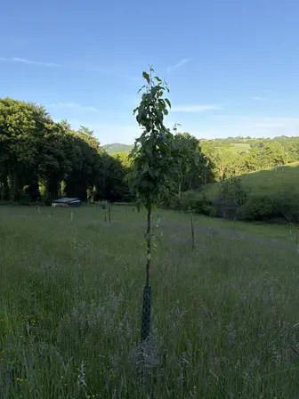 Foto treephoto-ynmrfnhsdjdvwgz9n6tdjize.jpeg