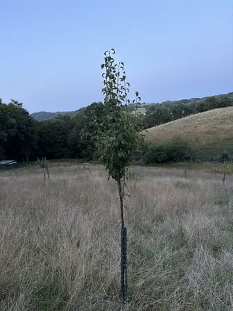 Foto treephoto-yugcc1k5y1w0n0ehi00qppsa.jpeg