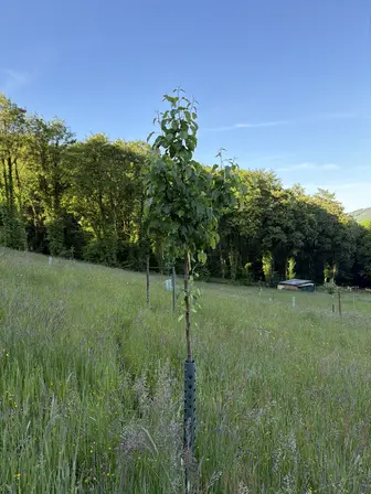 Foto treephoto-yvc99e4tyvppoi7srjx3d8qm.jpeg