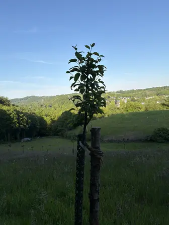 Foto treephoto-eerf28gr0t0g3qtgcoyemqaj.jpeg