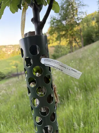 Foto treephoto-k4nex2nkz948iz5obd1jd1vv.jpeg