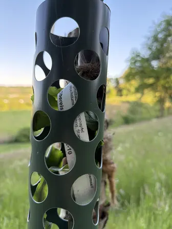 Foto treephoto-nkwld8qqr5gq6jd0jp3vcbwp.jpeg