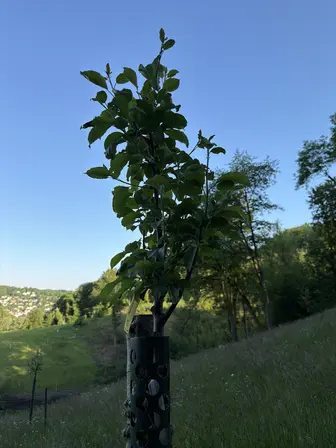 Foto treephoto-p8to821ads4cysxgbl012rra.jpeg