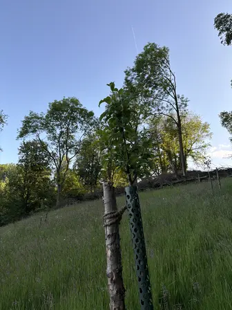 Foto treephoto-x6emat3067ffqf4vwx7afxr7.jpeg