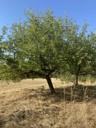Foto treephoto-avokkbtkgosd8f4yp55f8cib.jpeg