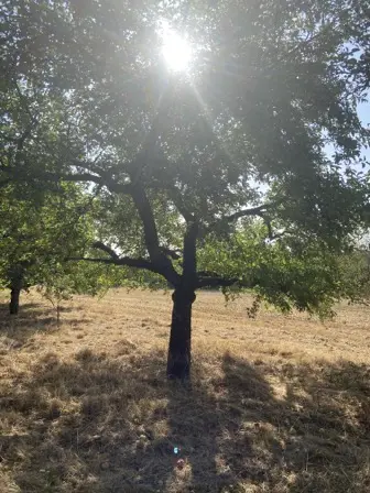 Foto treephoto-b8xxy6njcusac5tdggjdmm0x.jpeg