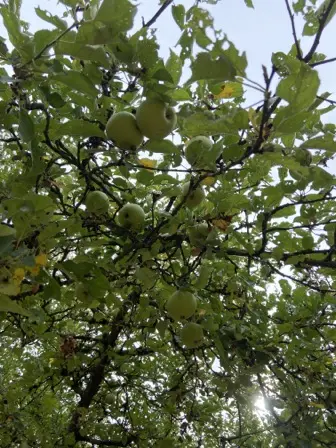 Foto treephoto-khul8ms2wwl8pudwfd53u4d2.jpeg