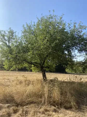 Foto treephoto-p3c4rhn9bligc0qvxcydx5dk.jpeg