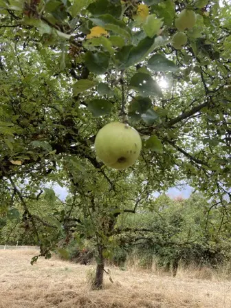 Foto treephoto-q22a1aqcfsyxkxbcn0j7rr1f.jpeg
