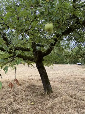 Foto treephoto-y1bzbw0q7l36prprr21jxsyl.jpeg