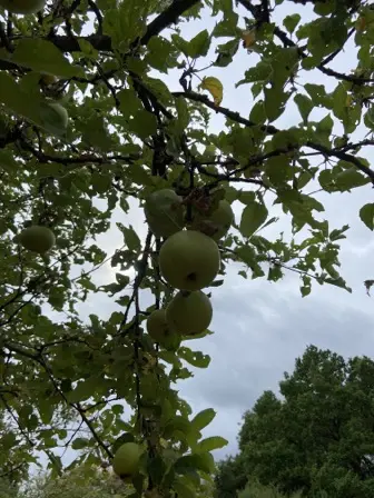 Foto treephoto-y87qz3dpqspozrwwvrr4h5th.jpeg
