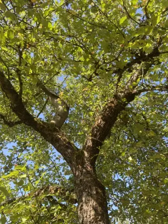 Foto treephoto-zl30ojf4j8cn5eo6dr0t9apr.jpeg