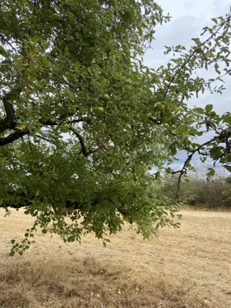 Foto treephoto-zuxjotb0596z5kaiffckrr4w.jpeg