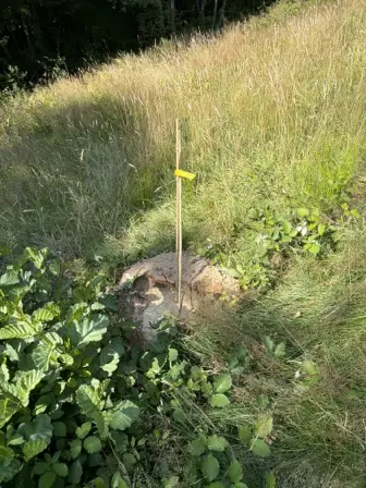 Foto treephoto-fitl1u3nil66u5y02jk6smwg.jpeg
