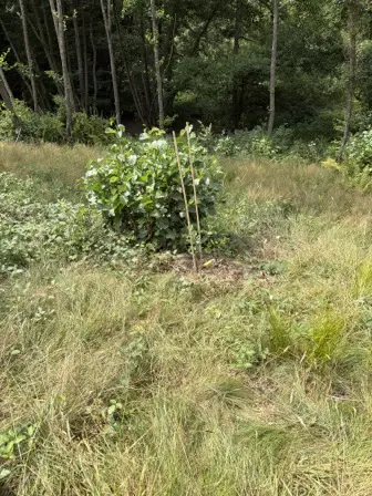 Foto treephoto-gdf6nxep7ifor993gotwxgkd.jpeg