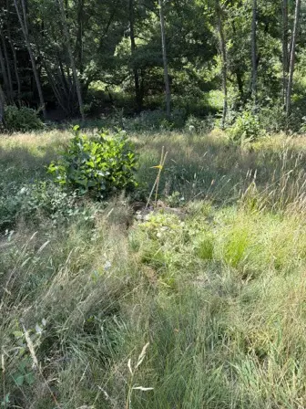 Foto treephoto-qdq6yi488at9axqbhobiatr0.jpeg