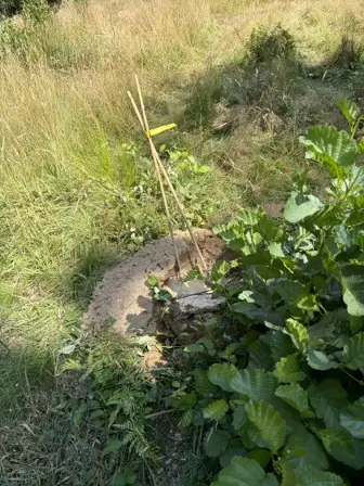 Foto treephoto-syl0z96oid6uayjtf87srepe.jpeg