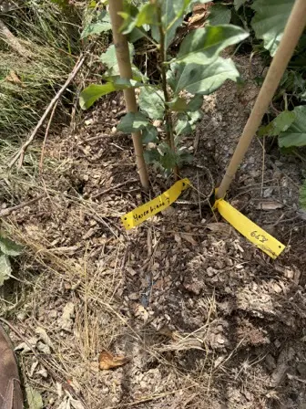 Foto treephoto-v5tvggn5k932uqr17rsgwqzl.jpeg