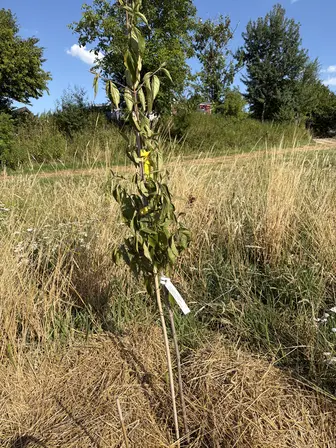 Foto treephoto-azub84zinmxxizda2ez8eusb.jpeg