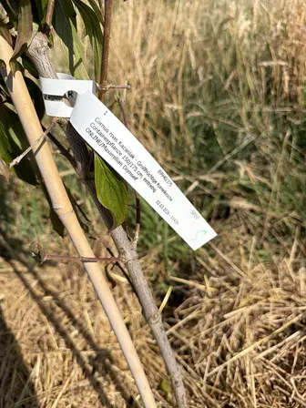 Foto treephoto-bzkruz5xl3qwkqyhkulao9ya.jpeg