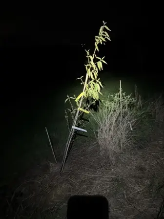 Foto treephoto-h44c4mo2uvdyo833cxcx92ef.jpeg
