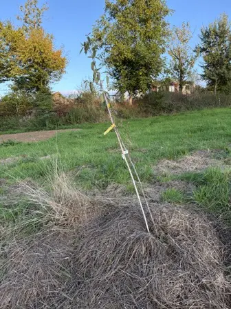 Foto treephoto-lmkr77gfvvjrlnw19tfa3czq.jpeg