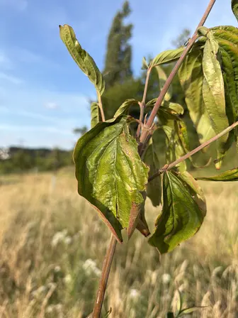 Foto treephoto-ux8rbwgldxjgrzwmp58pdkl4.jpeg