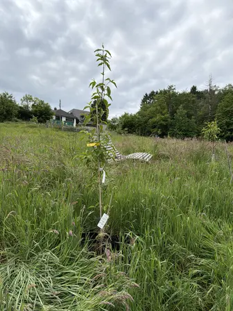 Foto treephoto-zrh4lulkib5jijzc3938y30m.jpeg