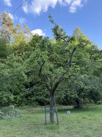 Foto treephoto-ladwzbd9d2g8s7ap4amv1s2y.jpeg