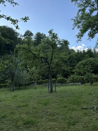 Foto treephoto-ziz3spe8wthrt7py3715qwtt.jpeg