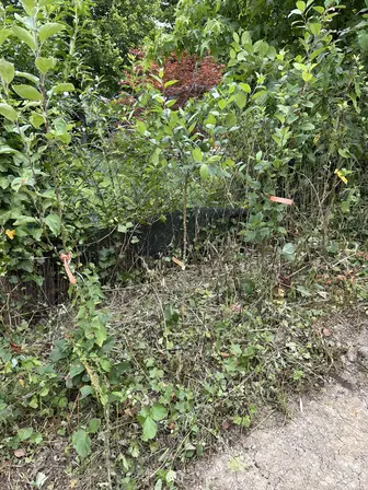 Foto treephoto-xucozmj6krrniwxvd8hsokro.jpeg