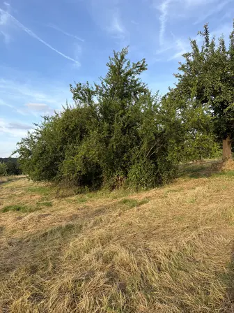 Foto treephoto-asj96gfiibsl11qr70qnrn74.jpeg