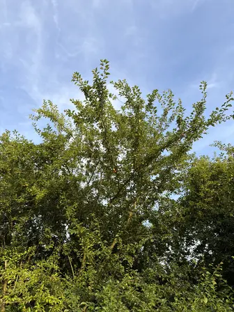 Foto treephoto-r15odqo2ejbvgqrnlvtfgjkq.jpeg