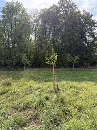 Foto treephoto-l80jhxbe2157d62h9hb14uvx.jpeg