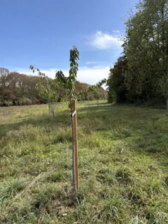 Foto treephoto-oakin0tcfojvld751tzdhplw.jpeg