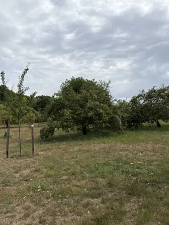 Foto treephoto-a6fpen6r4vnsatrtwq1mm14i.jpeg