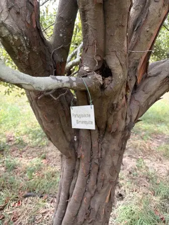 Foto treephoto-kikbrraoo986510bo54s49fs.jpeg