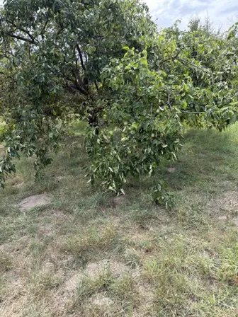 Foto treephoto-mai3xawhdhhc8x4w6a66v8xb.jpeg
