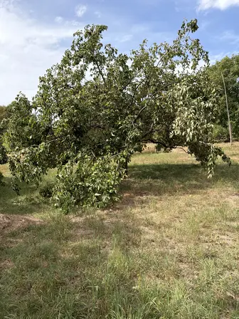 Foto treephoto-wqbakl7i75ns2mdqdkyg992c.jpeg