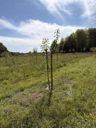 Foto treephoto-adcga4i5oejn97i6fo5emiib.jpeg
