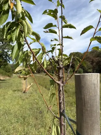 Foto treephoto-frjwi7tq9hvlkcnxk6jfq33y.jpeg