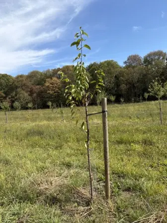Foto treephoto-whr8cw8xxifufmrjosju39lg.jpeg