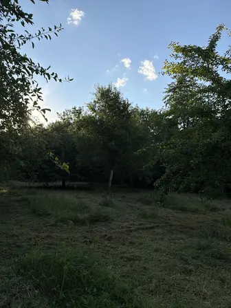 Foto treephoto-a11c62bsiyaypupf6daktcfp.jpeg