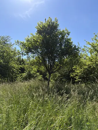 Foto treephoto-c0mz6pqjmsewqttusdu3l0tk.jpeg
