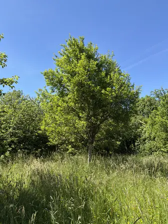 Foto treephoto-gqszhcmh97s13wjjbzgp81xr.jpeg