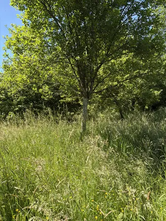 Foto treephoto-oh4ozjg55ud9qbt9eymrveym.jpeg
