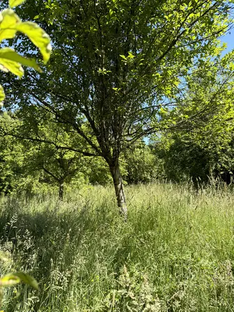 Foto treephoto-tl8xl0pr7oph16tqaj19muii.jpeg