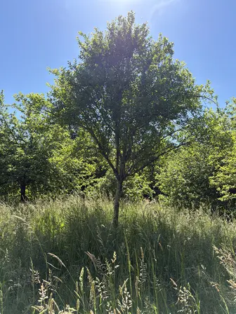 Foto treephoto-ygc16846hmek4a87ahxw3pbr.jpeg