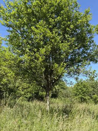 Foto treephoto-ze5iaswqoi5a3084s1czyog6.jpeg