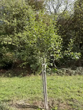 Foto treephoto-cn14if095tf8rhba8ftu56gy.jpeg